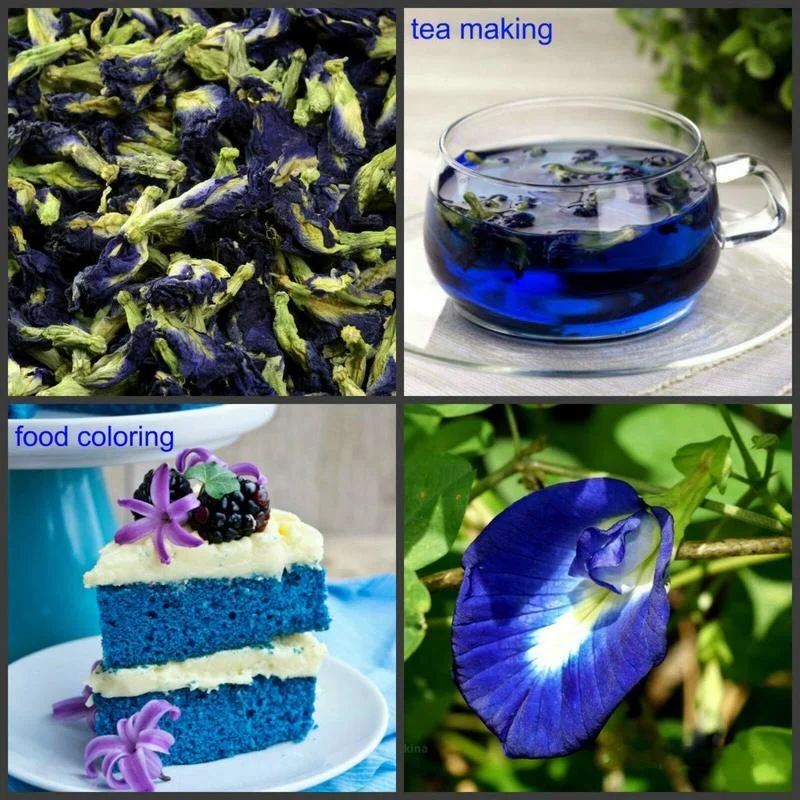 Blue Butterfly Elixir: Pure Thai Clitoria Ternatea Tea - Image 6